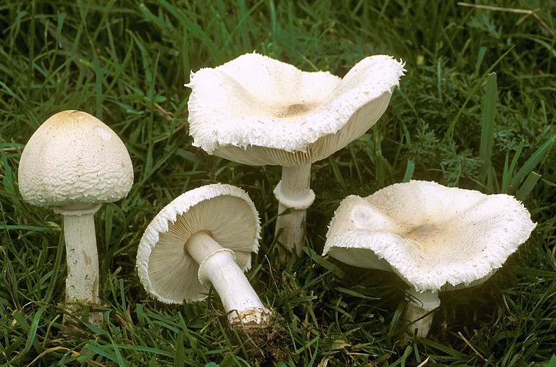 Grote Parasolzwam